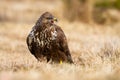 Fierce common buzzard screeching on field in autumn. Royalty Free Stock Photo
