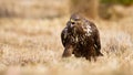 Fierce common buzzard screeching on meadow in autumn. Royalty Free Stock Photo