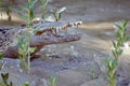 Fierce Crocodile Royalty Free Stock Photo