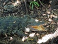 A fierce Crocodile seen next to a lake on safari