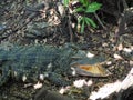 A fierce Crocodile seen next to a lake on safari