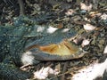 A fierce Crocodile seen next to a lake on safari