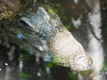 A fierce Crocodile seen next to a lake on safari