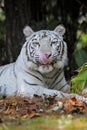 A fierce & dashing white tiger is lying on the grass while enjoying the atmosphere in the morning Royalty Free Stock Photo