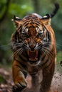 Fierce Encounter: Defying the Elusive Tiger\'s Top-Rated Bite in