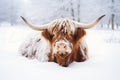 Fierce and Fluffy: The Defiant Longhorned Cow in a Snowy Kilt