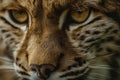 Fierce Focus: Intimate Close-Up of a Lynx's Piercing Gaze