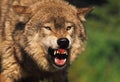 Fierce Gray Wolf Royalty Free Stock Photo