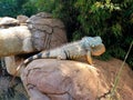 Fierce Iguana photographed in Bloemfontein, South Africa