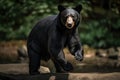A fierce and intimidating Black Bear standing on its hind legs, showing off its fierce and intimidating nature. Generative AI