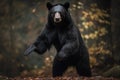 A fierce and intimidating Black Bear standing on its hind legs, showing off its fierce and intimidating nature. Generative AI