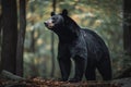 A fierce and intimidating Black Bear standing on its hind legs, showing off its fierce and intimidating nature. Generative AI