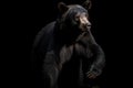 A fierce and intimidating Black Bear standing on its hind legs, showing off its fierce and intimidating nature. Generative AI