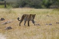 Fierce leopard roaming the grassy savanna