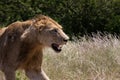 Fierce Lioness at Kruger National Park South Africa