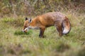 Fierce red fox holding dead european robin in mouth on meadow