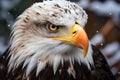 A fierce and regal bald eagle in a stunning winter close up