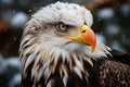 A fierce and regal bald eagle in a stunning winter close up