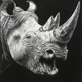 Fierce rhino head roaring, its large horn in focus and teeth bared, symbolizing strength and Royalty Free Stock Photo