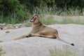 The fierce roar of a lioness