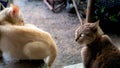 Fierce Tabby Cat Looked at The Intruder Kitten