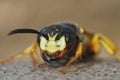 Fierceful facial closed up on the European beewolf, Philanthus triangulum Royalty Free Stock Photo