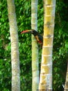 Fiery-billed aracari