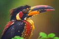 Fiery billed Aracari bird toucan