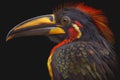 Fiery billed Aracari bird toucan