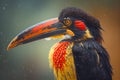 Fiery billed Aracari bird toucan