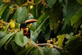 Fiery-billed Aracari, Pteroglossus frantzii, bird with big bill. Toucan sitting on the branch in the forest, Boca Tapada, Laguna d Royalty Free Stock Photo