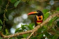 Fiery-billed Aracari, Pteroglossus frantzii, bird with big bill. Toucan sitting on the branch in the forest, Boca Tapada, Laguna d