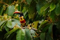 Fiery-billed Aracari, Pteroglossus frantzii, bird with big bill. Toucan sitting on the branch in the forest, Boca Tapada, Laguna d Royalty Free Stock Photo