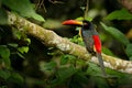 Fiery-billed Aracari, Pteroglossus frantzii, bird with big bill. Toucan sitting on the branch in the forest, Costa Rica. Royalty Free Stock Photo