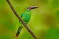 Fiery-billed Aracari, Pteroglossus frantzii, bird with big bill. Toucan sitting on the branch in the forest, Costa Rica. Royalty Free Stock Photo