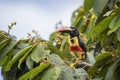 Fiery-billed Aracari - Pteroglossus frantzii Royalty Free Stock Photo