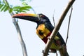 Fiery billed aracari - Pteroglossus frantzii