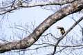 Fiery billed aracari - Pteroglossus frantzii