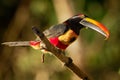 Fiery-billed Aracari - Pteroglossus frantzii is a toucan, a near-passerine bird. It breeds only on the Pacific slopes of southern Royalty Free Stock Photo