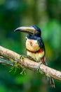 Fiery-billed Aracari - Pteroglossus frantzii is a toucan, a near-passerine bird. It breeds only on the Pacific slopes of southern Royalty Free Stock Photo