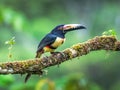 Fiery-billed Aracari - Pteroglossus frantzii is a toucan, a near-passerine bird. It breeds only on the Pacific slopes of southern Royalty Free Stock Photo