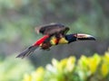 Fiery-billed Aracari - Pteroglossus frantzii is a toucan, a near-passerine bird. It breeds only on the Pacific slopes of southern Royalty Free Stock Photo