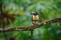 Fiery-billed Aracari - Pteroglossus frantzii is a toucan, a near-passerine bird. It breeds only on the Pacific slopes of southern Royalty Free Stock Photo