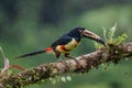 Fiery-billed Aracari - Pteroglossus frantzii is a toucan, a near-passerine bird. It breeds only on the Pacific slopes of southern Royalty Free Stock Photo