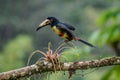 Fiery-billed Aracari - Pteroglossus frantzii is a toucan, a near-passerine bird. It breeds only on the Pacific slopes of southern Royalty Free Stock Photo