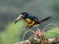 Fiery-billed Aracari - Pteroglossus frantzii is a toucan, a near-passerine bird. It breeds only on the Pacific slopes of southern Royalty Free Stock Photo