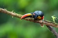 Fiery-billed Aracari - Pteroglossus frantzii is a toucan, a near-passerine bird Royalty Free Stock Photo