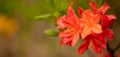 Scarlet Splendor: Red Azalea Flowers Blooming on a Soft-Focus Background