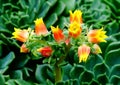 Fiery Cactus Flowers