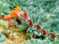 Fiery Cactus Flowers